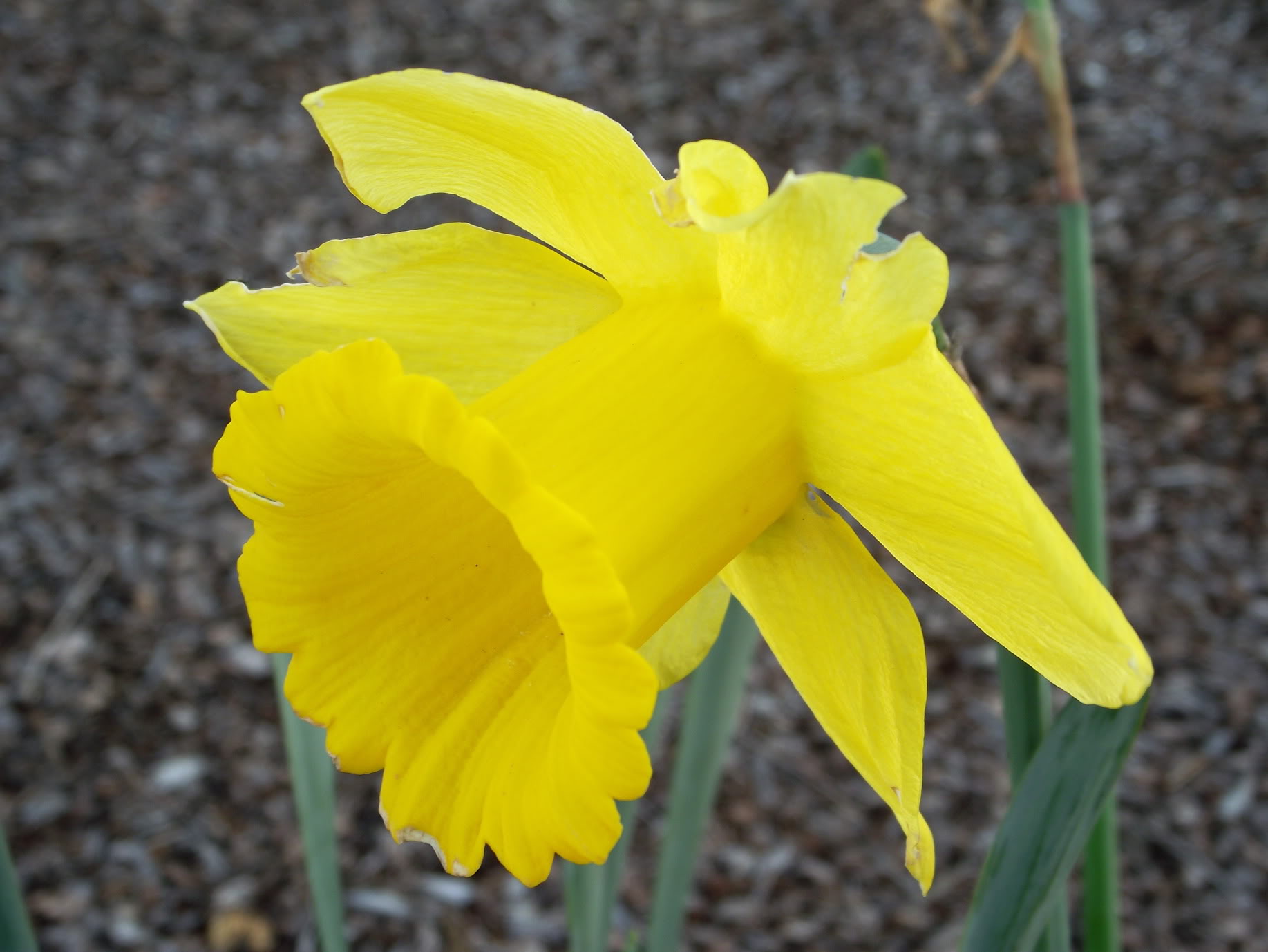 Name:  DSCF1647.jpg
Views: 62
Size:  164.7 KB