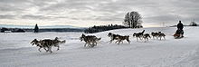 Name:  220px-DogSledRace.jpg
Views: 114
Size:  4.6 KB
