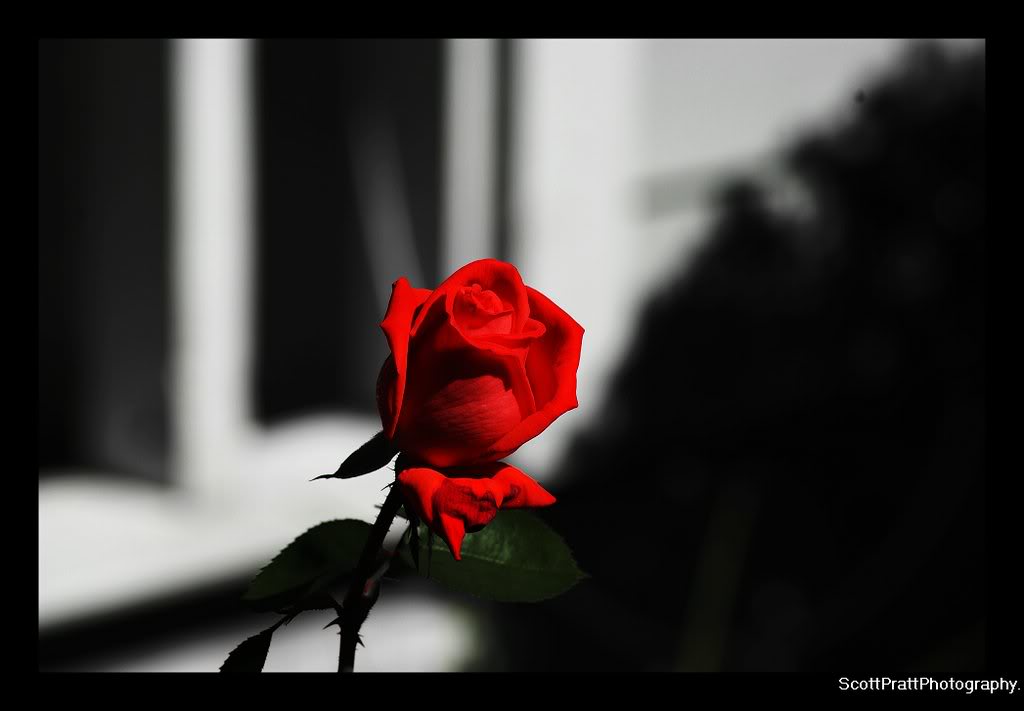 Name:  rose.jpg
Views: 16
Size:  34.5 KB