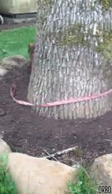 Name:  rbODqxC.gif
Views: 15
Size:  4.11 MB