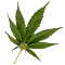 Name:  weed.gif
Views: 89
Size:  32.5 KB