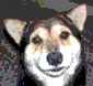 melusive's Avatar